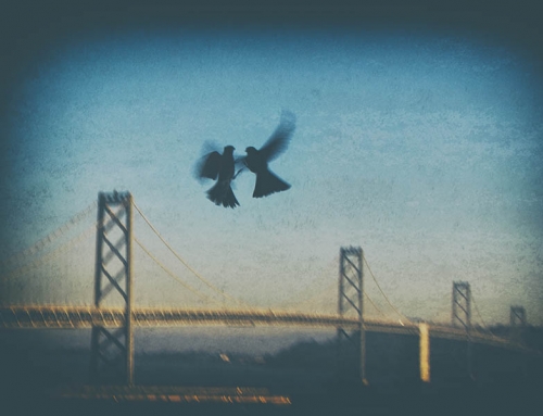 Birds kiss