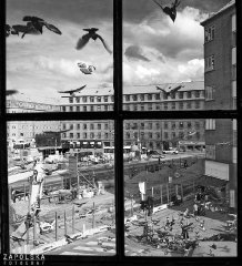 zapolska-fotograf-the-birds