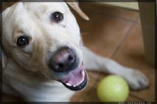 Fido